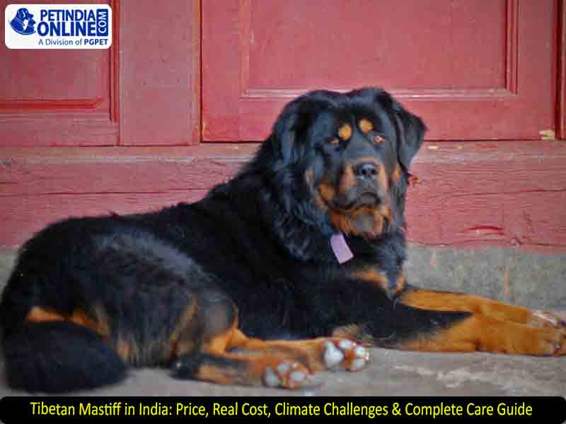 Tibetan Mastiff in India: Price, Real Cost, Climate Challenges & Complete Care Guide