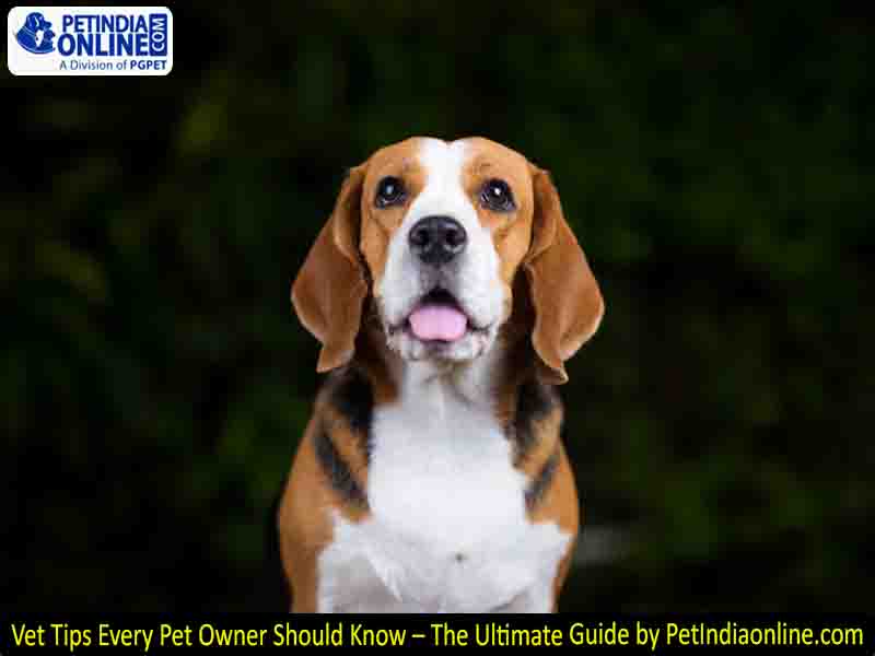 Vet Tips Every Pet Owner Should Know – The Ultimate Guide by PetIndiaonline.com