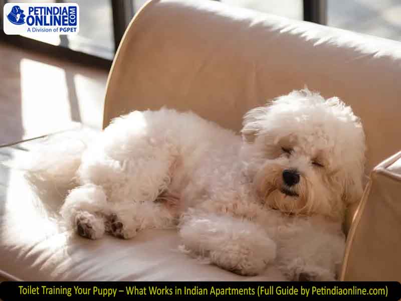 Toilet Training Your Puppy – What Works in Indian Apartments (Full Guide by Petindiaonline.com)