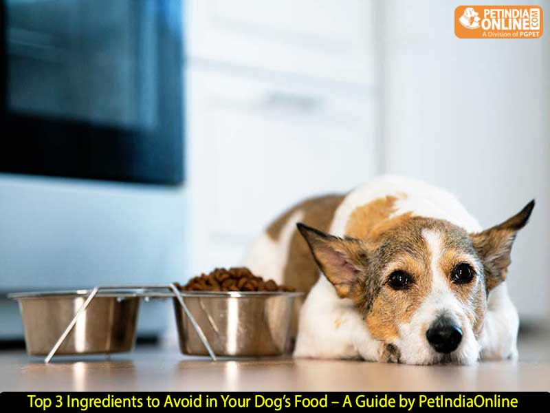 Top 3 Ingredients to Avoid in Your Dog’s Food – A Guide by PetIndiaOnline