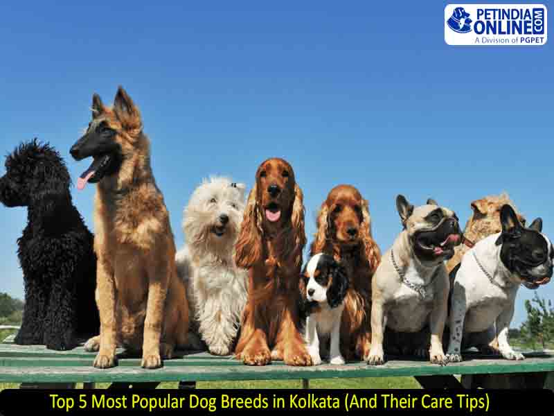 Top 5 Most Popular Dog Breeds in Kolkata (And Their Care Tips)