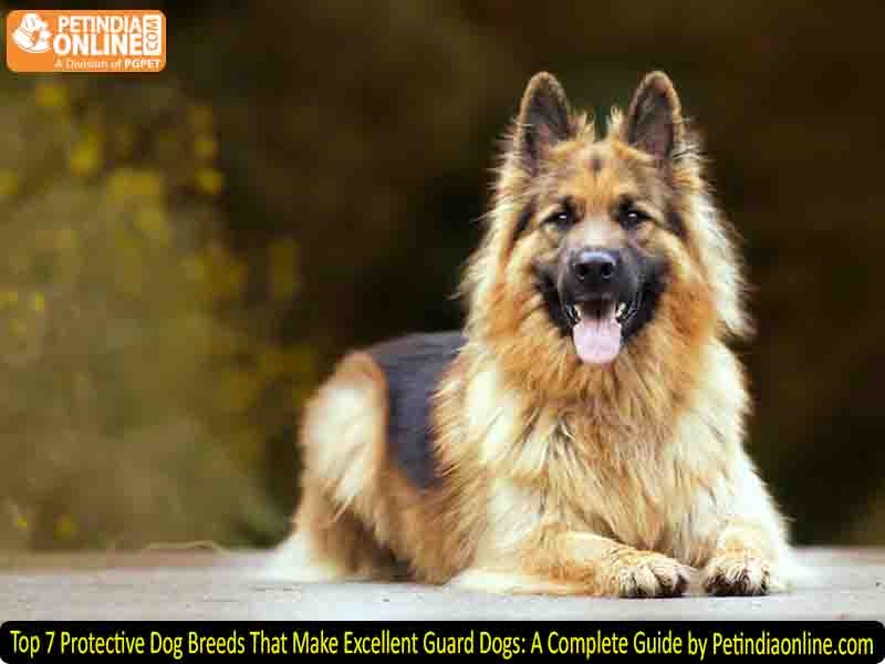 Top 7 Protective Dog Breeds That Make Excellent Guard Dogs: A Complete Guide by Petindiaonline.com