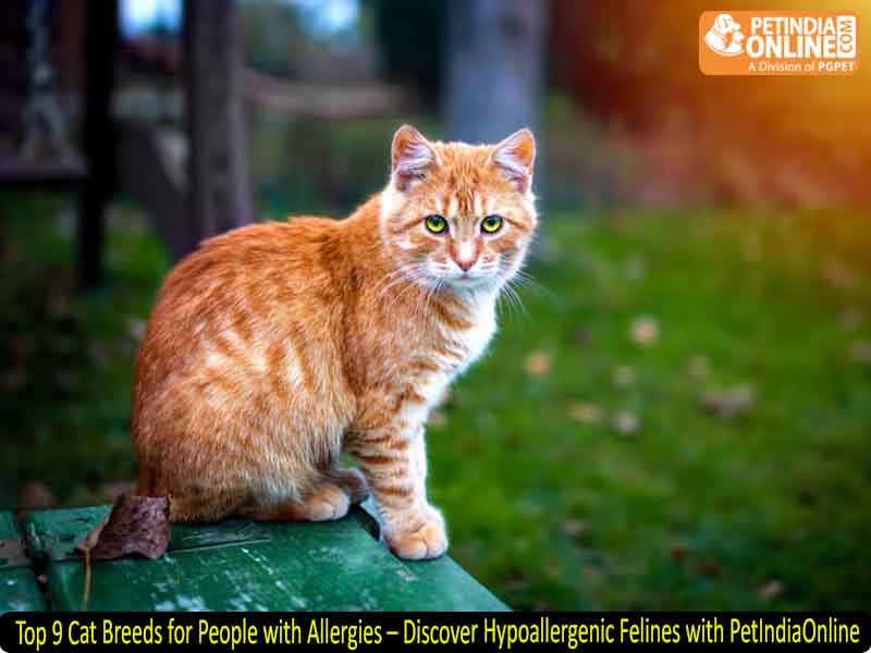 Top 9 Cat Breeds for People with Allergies – Discover Hypoallergenic Felines with PetIndiaOnline