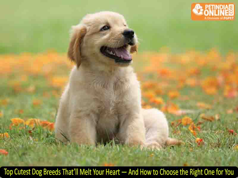 Top Cutest Dog Breeds That’ll Melt Your Heart — And How to Choose the Right One for You