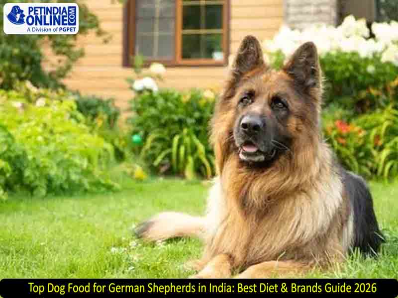Top Dog Food for German Shepherds in India: Best Diet & Brands Guide 2026