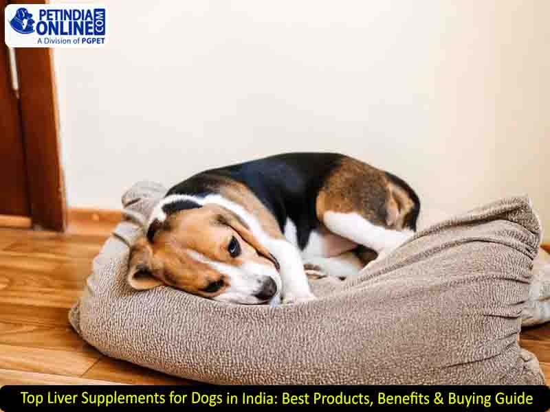 Top Liver Supplements for Dogs in India: Best Products, Benefits & Buying Guide