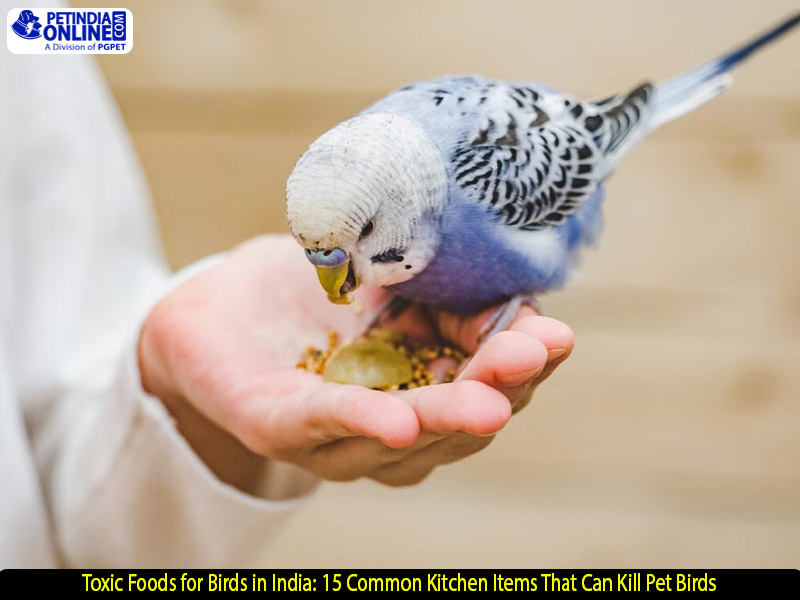 Toxic Foods for Birds in India: 15 Common Kitchen Items That Can Kill Pet Birds