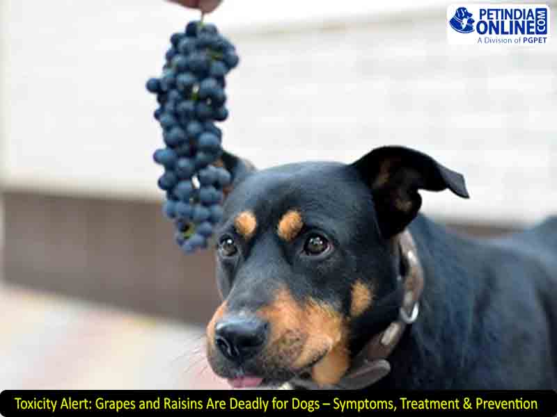 Toxicity Alert: Grapes and Raisins Are Deadly for Dogs – Symptoms, Treatment & Prevention