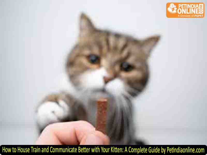 How to House Train and Communicate Better with Your Kitten: A Complete Guide by Petindiaonline.com
