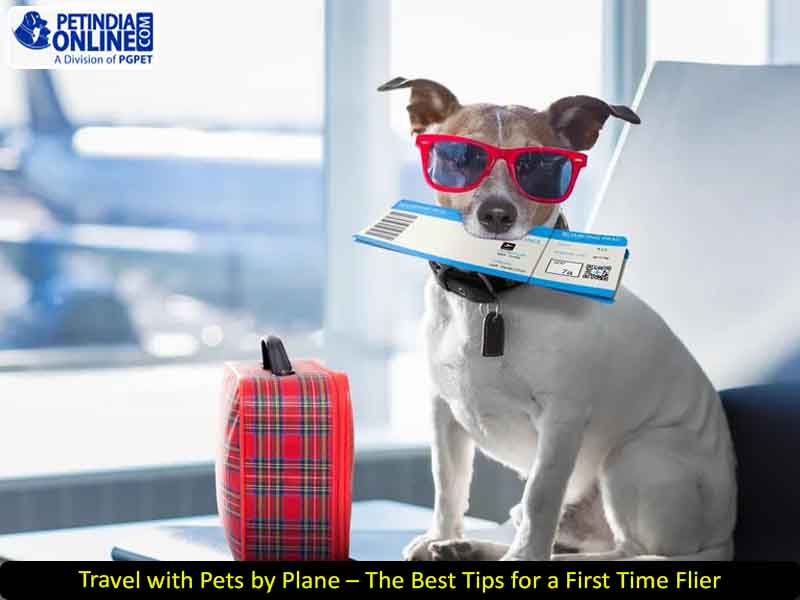 Travel with Pets by Plane – The Best Tips for a First Time Flier