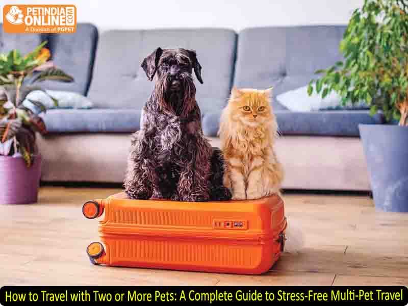 How to Travel with Two or More Pets: A Complete Guide to Stress-Free Multi-Pet Travel