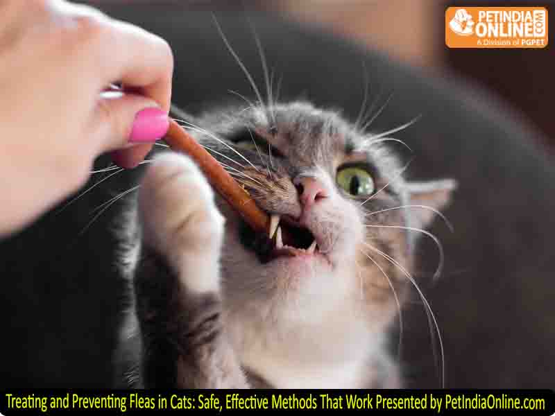 Treating and Preventing Fleas in Cats: Safe, Effective Methods That Work Presented by PetIndiaOnline.com