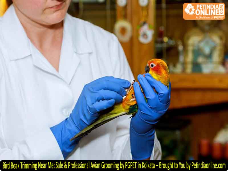 Bird Beak Trimming Near Me: Safe & Professional Avian Grooming by PGPET in Kolkata – Brought to You by Petindiaonline.com
