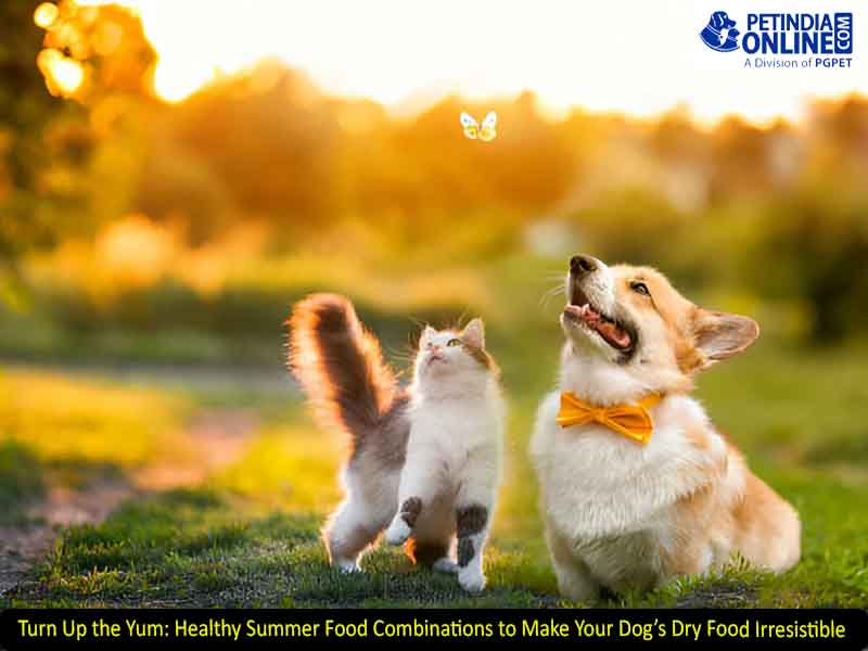 Turn Up the Yum: Healthy Summer Food Combinations to Make Your Dog’s Dry Food Irresistible