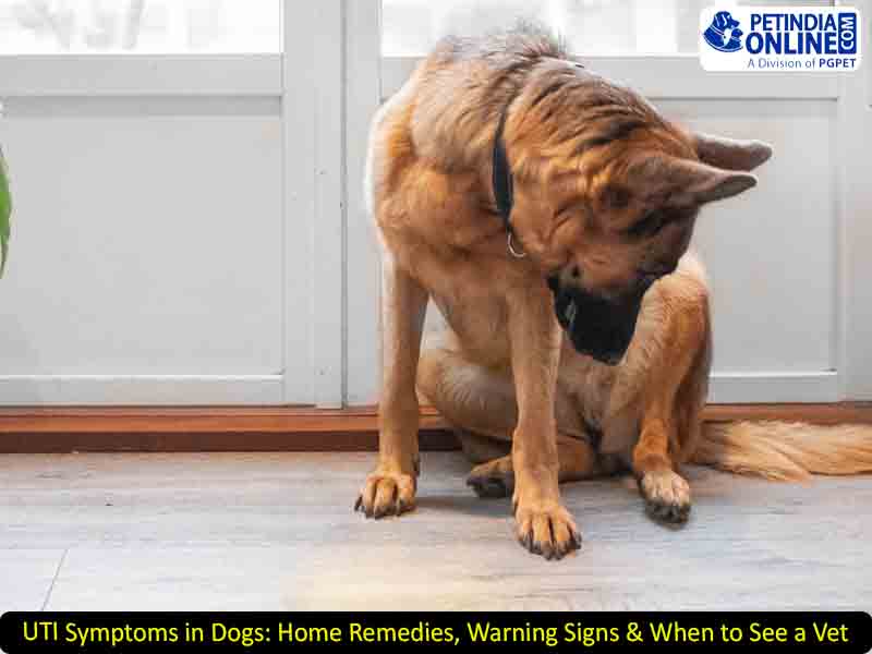 UTI Symptoms in Dogs: Home Remedies, Warning Signs & When to See a Vet