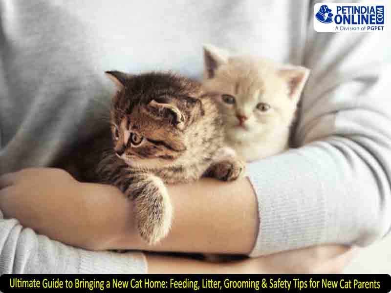 Ultimate Guide to Bringing a New Cat Home: Feeding, Litter, Grooming & Safety Tips for New Cat Parents