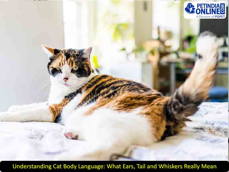 Understanding Cat Body Language: What Ears, Tail and Whiskers Really Mean