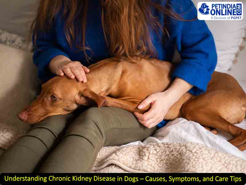 Understanding Chronic Kidney Disease in Dogs – Causes, Symptoms, and Care Tips