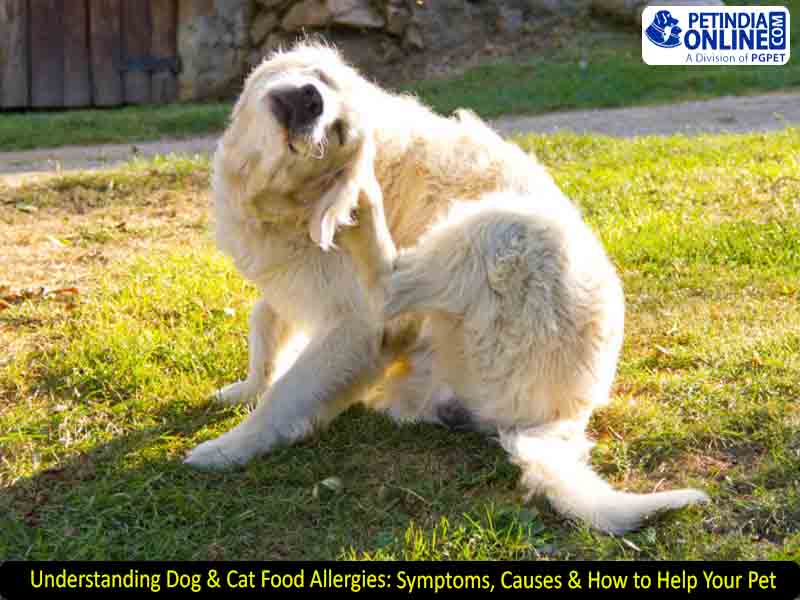Understanding Dog & Cat Food Allergies: Symptoms, Causes & How to Help Your Pet