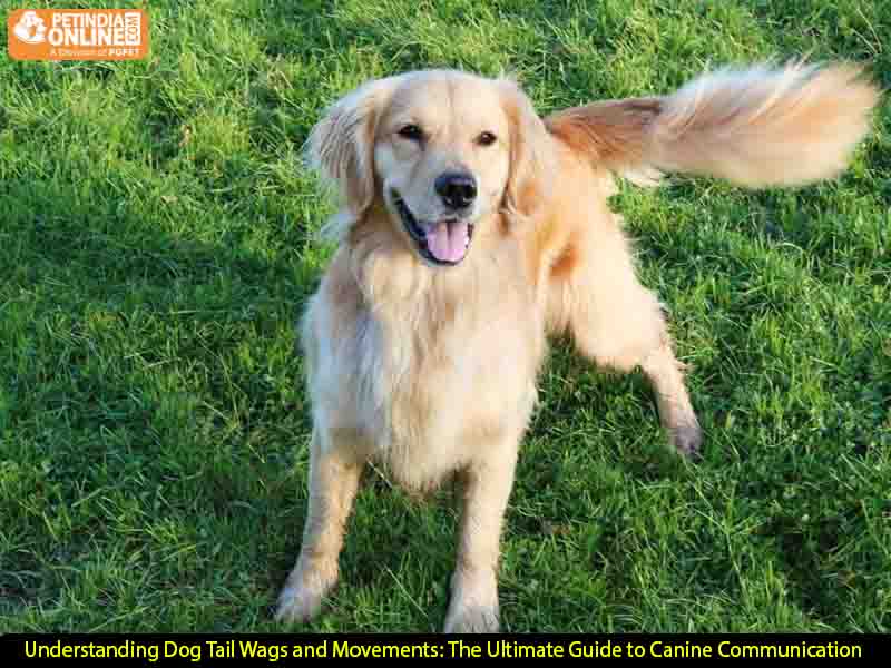 Understanding Dog Tail Wags and Movements: The Ultimate Guide to Canine Communication