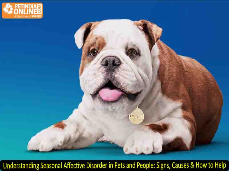 Understanding Seasonal Affective Disorder in Pets and People: Signs, Causes & How to Help