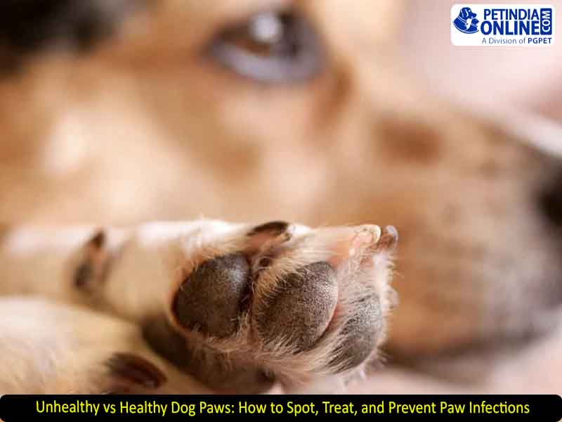 Unhealthy vs Healthy Dog Paws: How to Spot, Treat, and Prevent Paw Infections