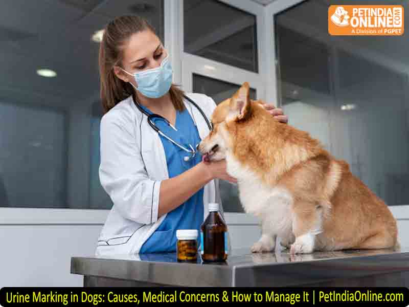 Urine Marking in Dogs: Causes, Medical Concerns & How to Manage It | PetIndiaOnline.com
