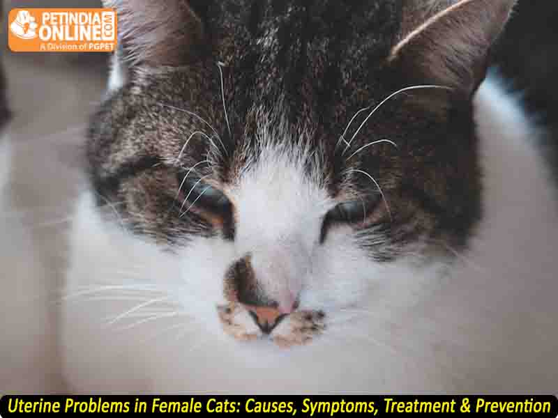 Uterine Problems in Female Cats: Causes, Symptoms, Treatment & Prevention