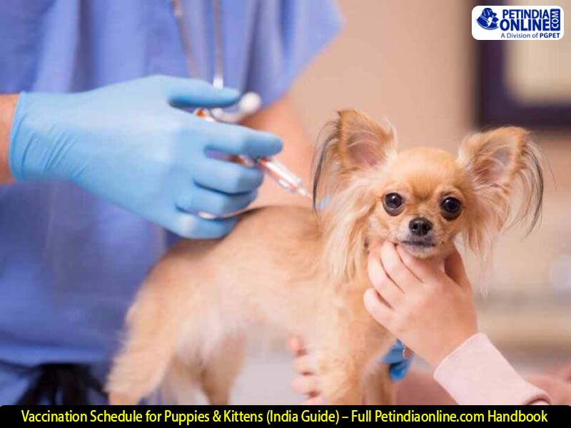 Vaccination Schedule for Puppies & Kittens (India Guide) – Full Petindiaonline.com Handbook