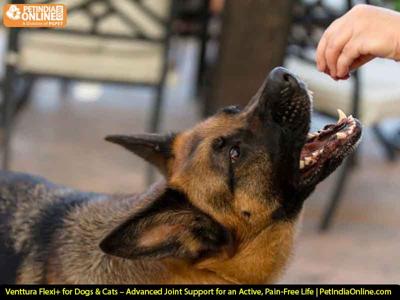 Venttura Flexi+ for Dogs & Cats – Advanced Joint Support for an Active, Pain-Free Life | PetIndiaOnline.com