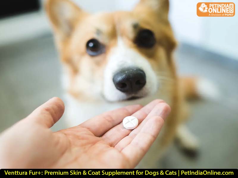 Venttura Fur+: Premium Skin & Coat Supplement for Dogs & Cats | PetIndiaOnline.com