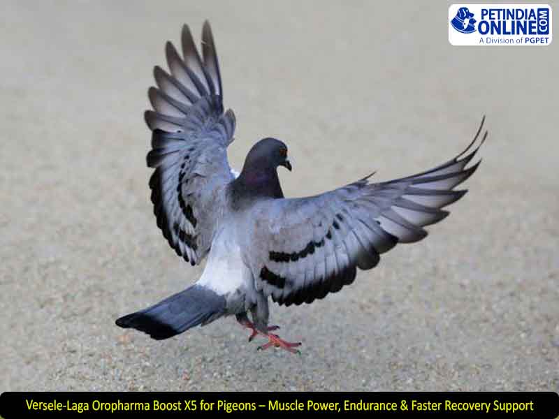 Versele-Laga Oropharma Boost X5 for Pigeons – Muscle Power, Endurance & Faster Recovery Support