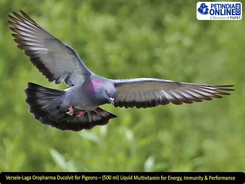 Versele-Laga Oropharma Ducolvit for Pigeons – (500 ml) Liquid Multivitamin for Energy, Immunity & Performance