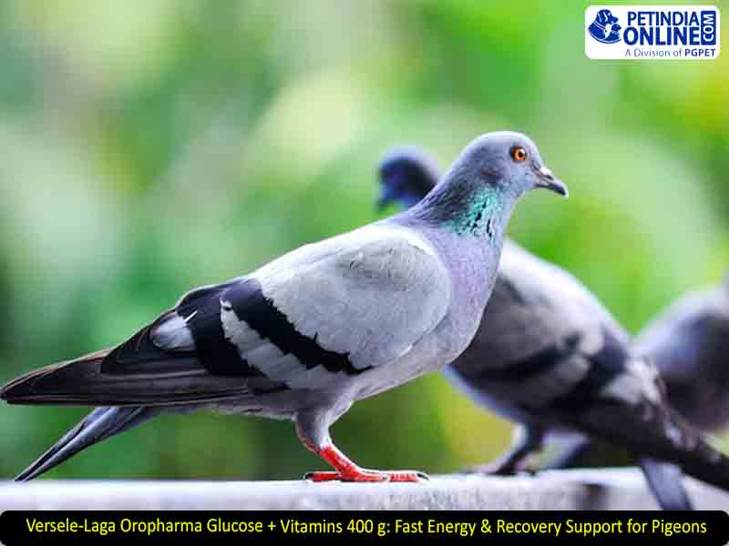 Versele-Laga Oropharma Glucose + Vitamins 400 g: Fast Energy & Recovery Support for Pigeons