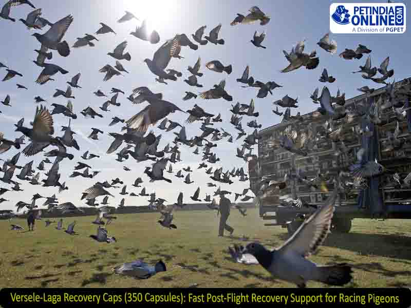 Versele-Laga Recovery Caps (350 Capsules): Fast Post-Flight Recovery Support for Racing Pigeons