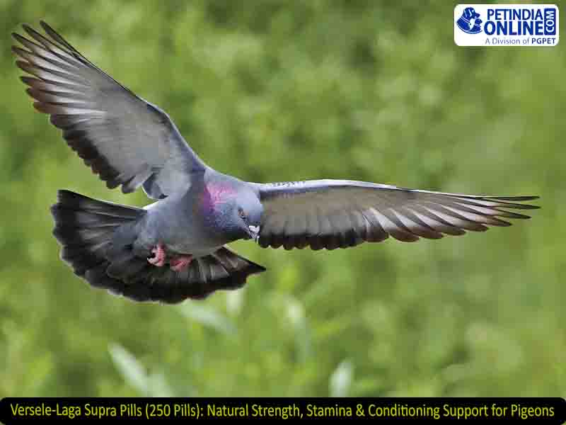 Versele-Laga Supra Pills (250 Pills): Natural Strength, Stamina & Conditioning Support for Pigeons