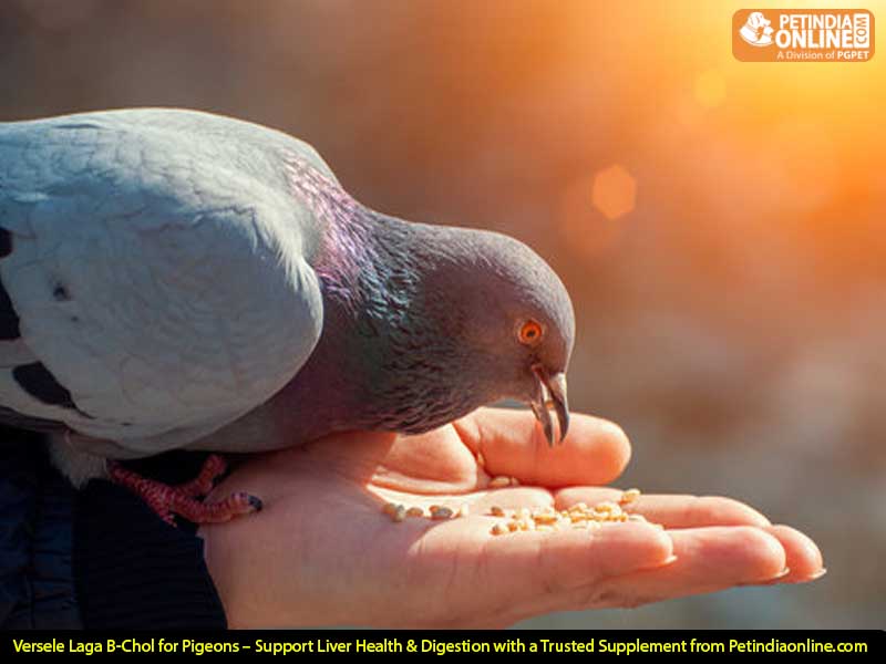Versele Laga B-Chol for Pigeons – Support Liver Health & Digestion with a Trusted Supplement from Petindiaonline.com