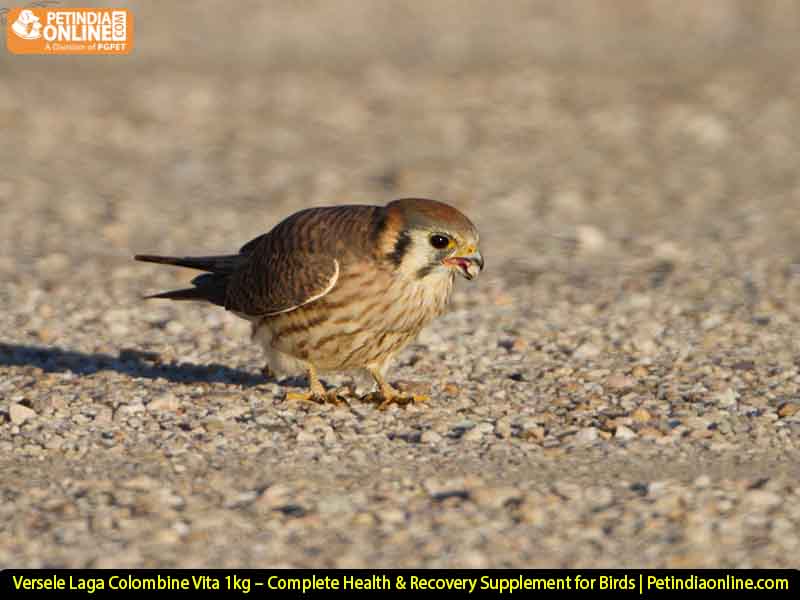 Versele Laga Colombine Vita 1kg – Complete Health & Recovery Supplement for Birds | Petindiaonline.com