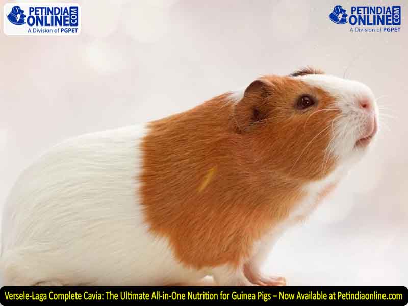 Versele-Laga Complete Cavia: The Ultimate All-in-One Nutrition for Guinea Pigs – Now Available at Petindiaonline.com