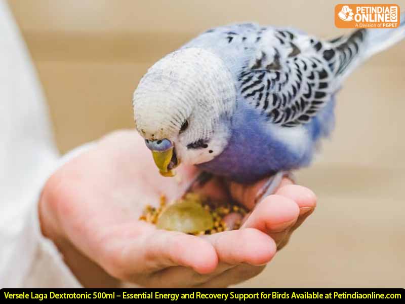 Versele Laga Dextrotonic 500ml – Essential Energy and Recovery Support for Birds Available at Petindiaonline.com