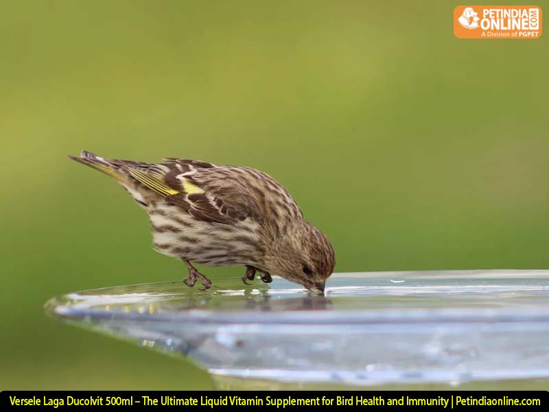 Versele Laga Ducolvit 500ml – The Ultimate Liquid Vitamin Supplement for Bird Health and Immunity | Petindiaonline.com