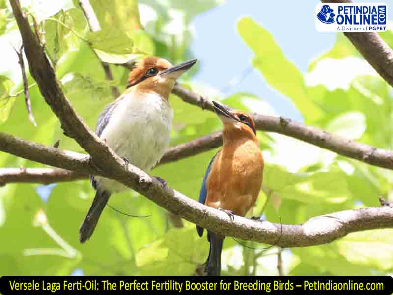 Versele Laga Ferti-Oil: The Perfect Fertility Booster for Breeding Birds – PetIndiaonline.com