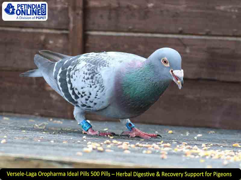 Versele-Laga Oropharma Ideal Pills 500 Pills – Herbal Digestive & Recovery Support for Pigeons