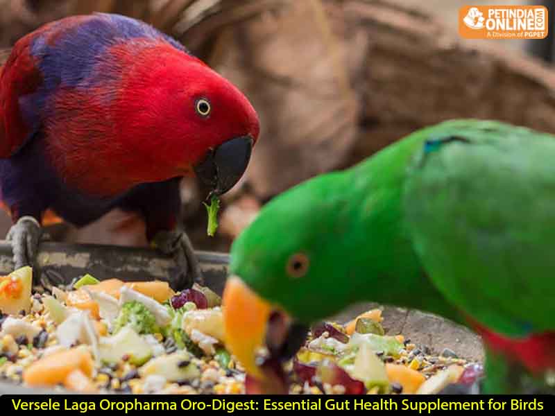Versele Laga Oropharma Oro-Digest: Essential Gut Health Supplement for Birds