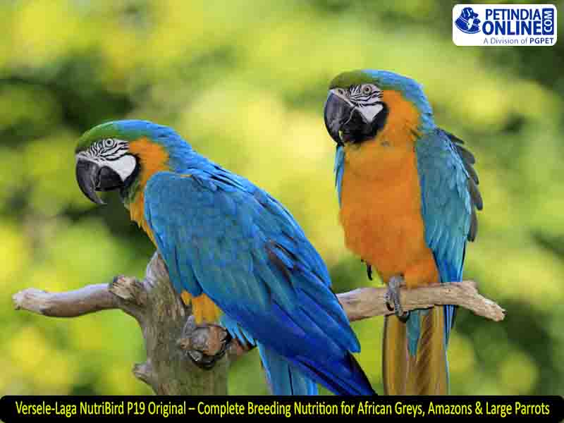 Versele-Laga NutriBird P19 Original – Complete Breeding Nutrition for African Greys, Amazons & Large Parrots
