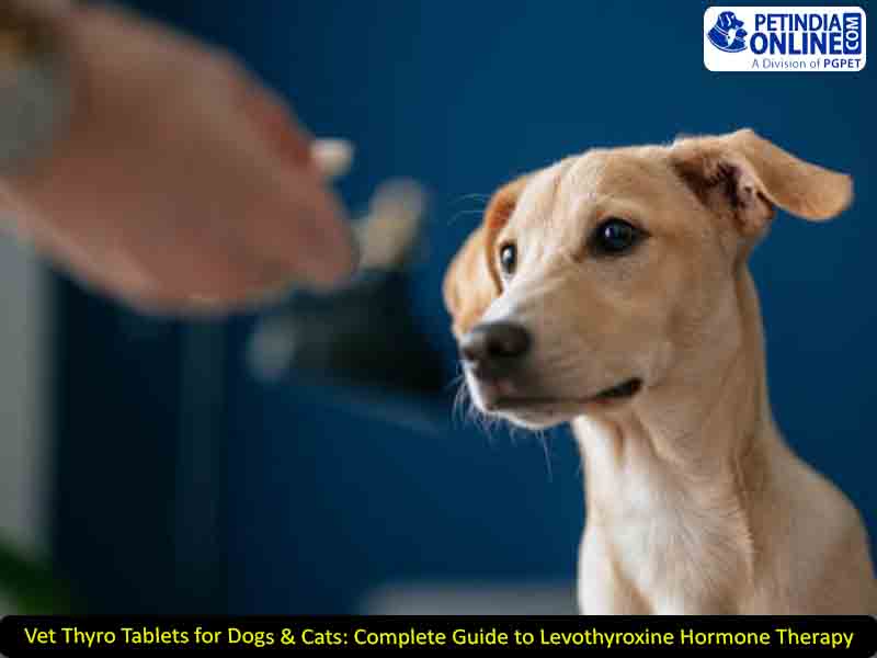 Vet Thyro Tablets for Dogs & Cats: Complete Guide to Levothyroxine Hormone Therapy