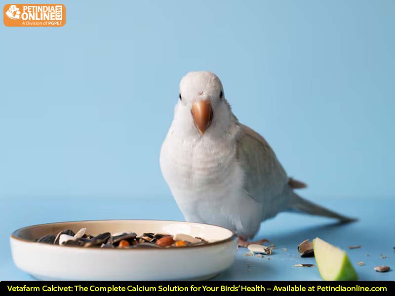 Vetafarm Calcivet: The Complete Calcium Solution for Your Birds’ Health – Available at Petindiaonline.com