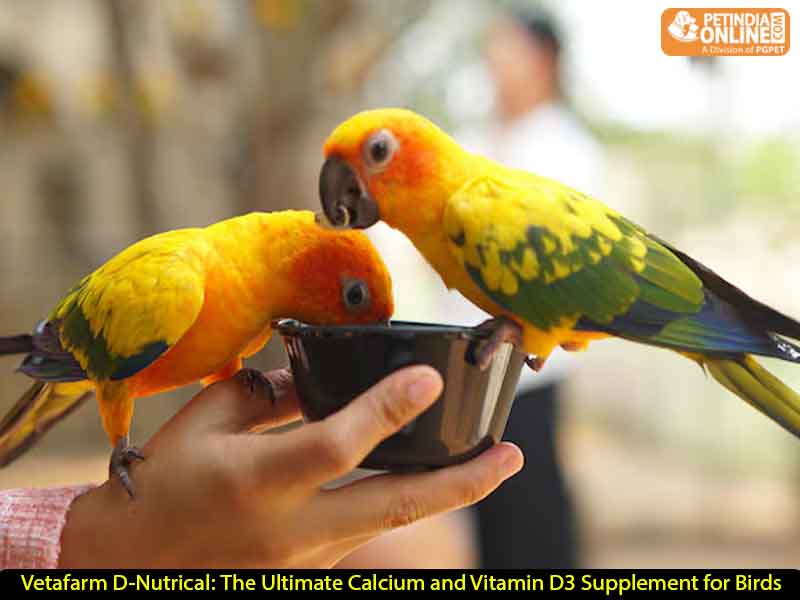 Vetafarm D-Nutrical: The Ultimate Calcium and Vitamin D3 Supplement for Birds