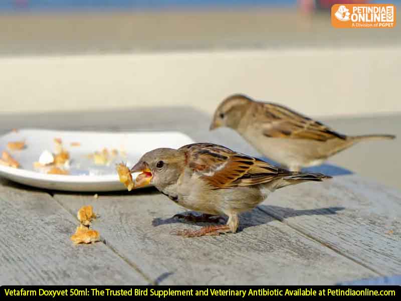 Vetafarm Doxyvet 50ml: The Trusted Bird Supplement and Veterinary Antibiotic Available at Petindiaonline.com