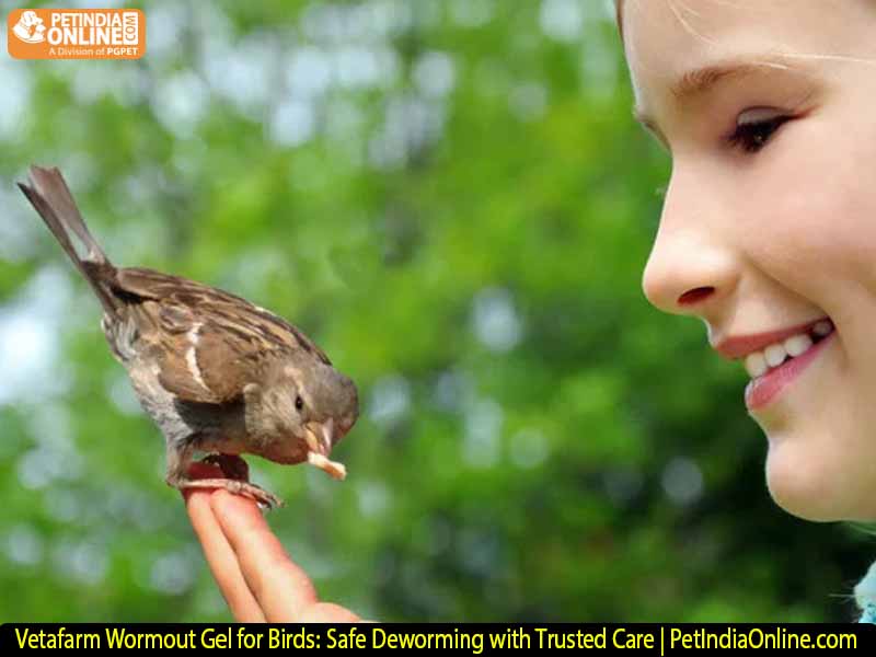 Vetafarm Wormout Gel for Birds: Safe Deworming with Trusted Care | PetIndiaOnline.com 